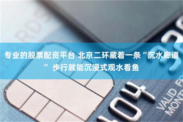 专业的股票配资平台 北京二环藏着一条“沉水廊道” 步行就能沉浸式观水看鱼